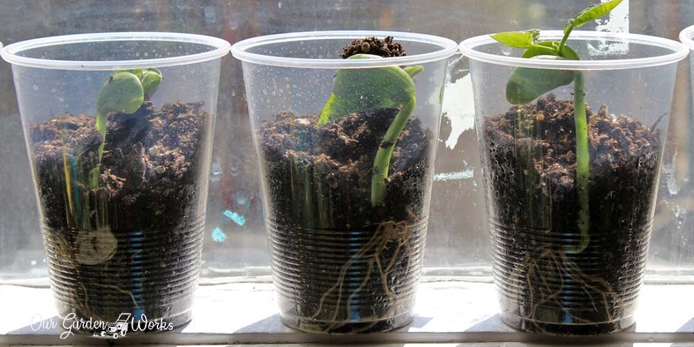 how to grow lima beans in a cup