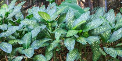 Is The Dumb Cane Plant Poisonous To Humans?