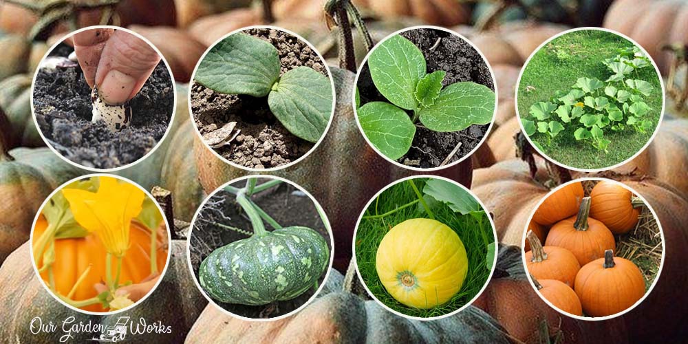 8 Pumpkin Growing Stages From Seed To Maturity