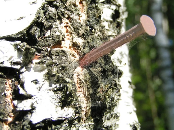 A copper nail slowly swallowed by a tree