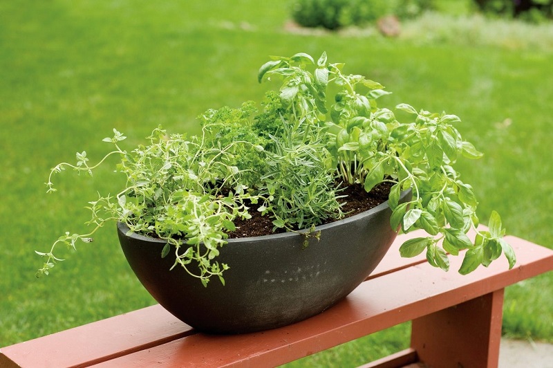 A pot of rosemary, thyme, and mint