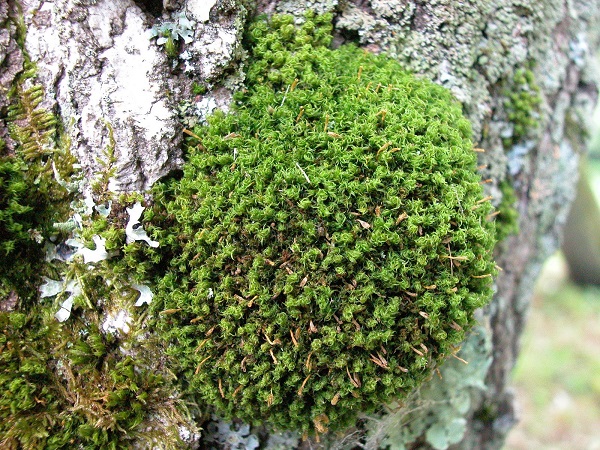 https://ourgardenworks.com/growing-moss-on-rocks/