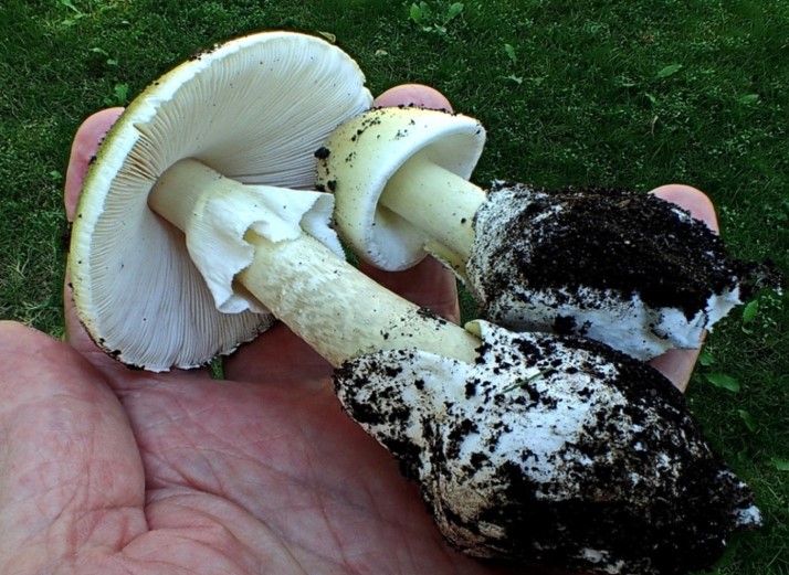 Amanita phalloides (death cap or death cup)