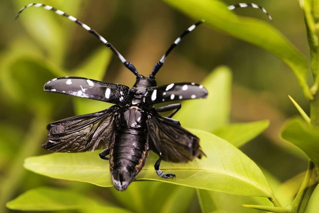 Asian long-horned beetle