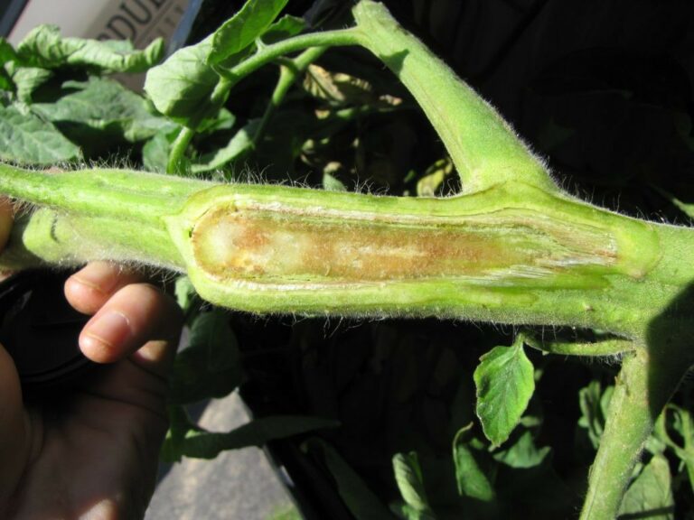 Tomato Stem Rot What Causes It And How To Treat Your Plant