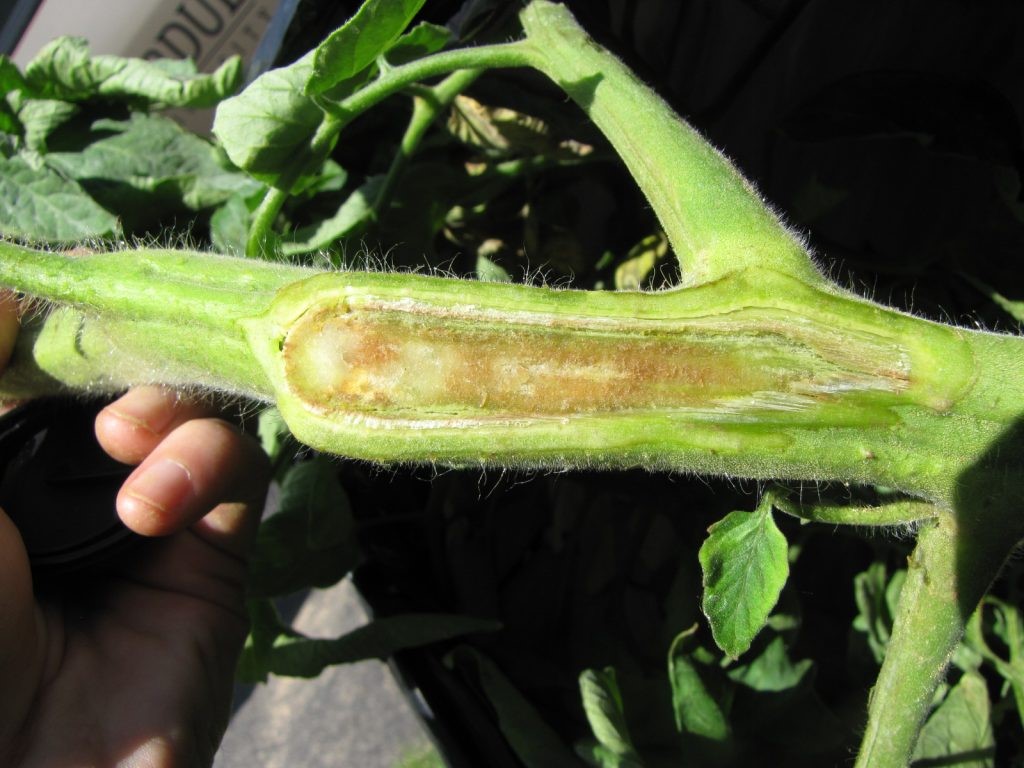 Bacterial canker on tomatoes