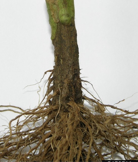 Bacterial wilt on tomatoes