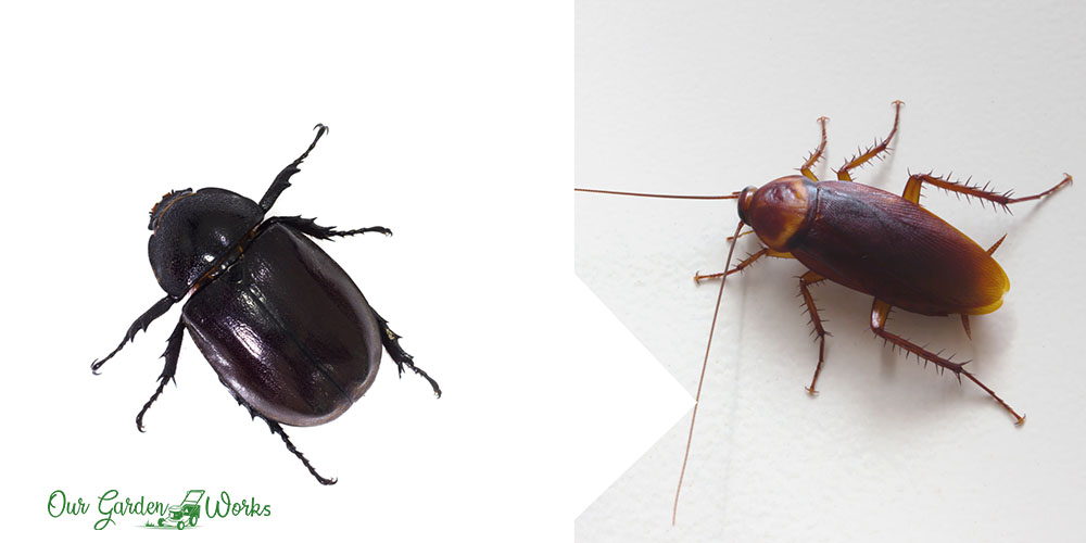 Beetles that look like cockroaches