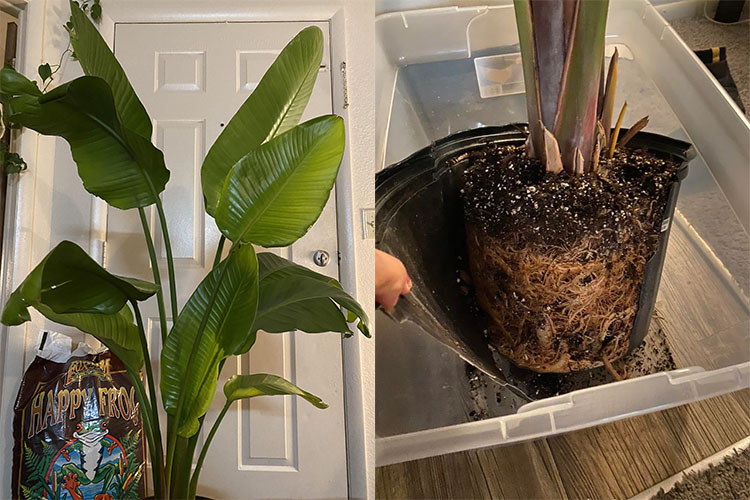 Birds of paradise leaves curling due to rootbound