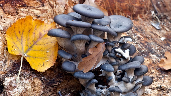 Blue oyster mushrooms