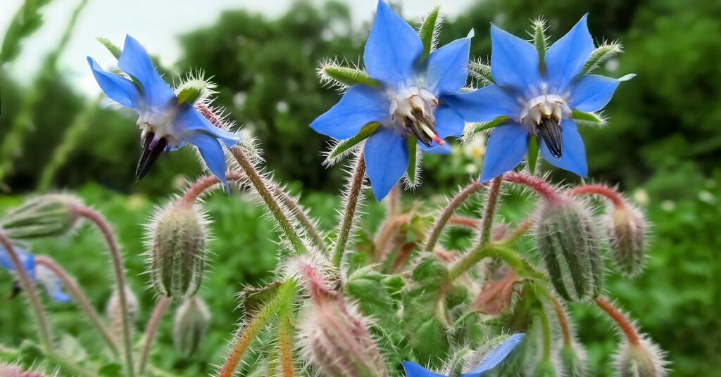 Borage or the bee’s bread