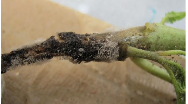 Botrytis gray mold on tomato stem