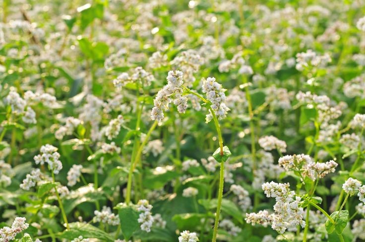 Buckwheat flowers