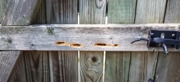 Carpenter bee damage on wooden fences