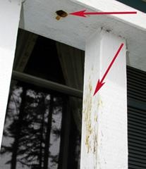 Carpenter bee damage on wooden railings
