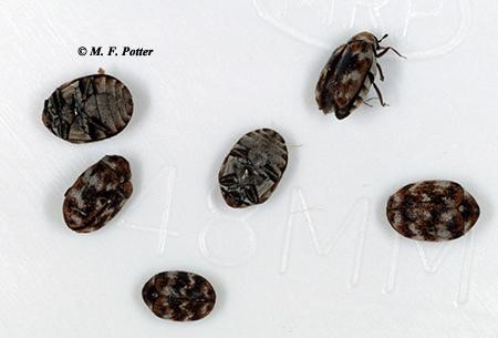 Carpet beetle