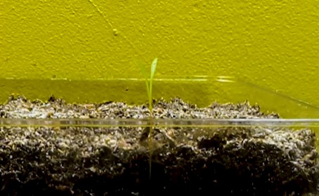 Carrots germination stage