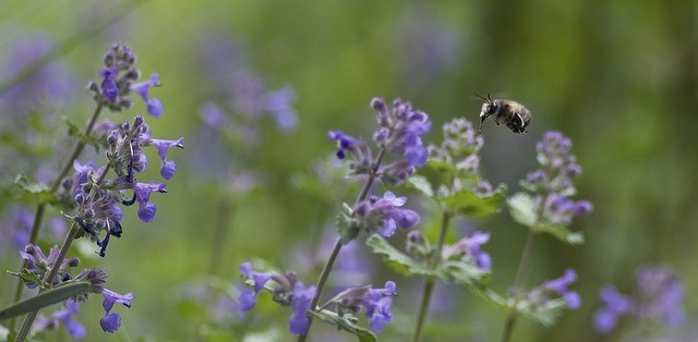 Catnip as a pest-repellent
