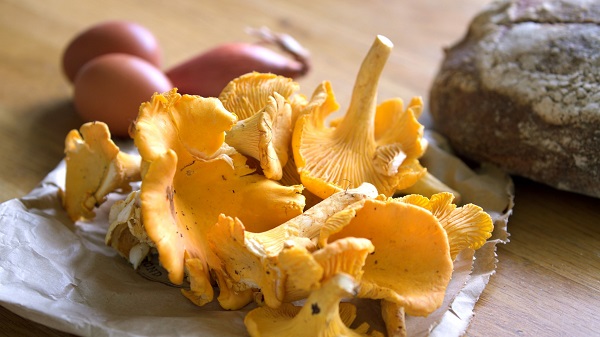 Chanterelle Mushrooms