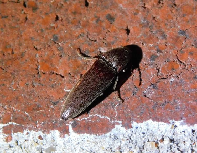 Click beetles