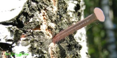 Fact or Myth: Can You Use Copper Nails To Kill Trees?