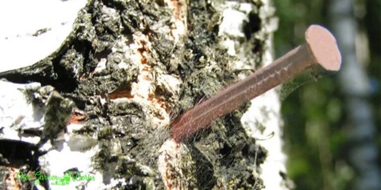 Fact Or Myth Can You Use Copper Nails To Kill Trees 