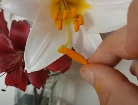 Cross-pollinating lilies