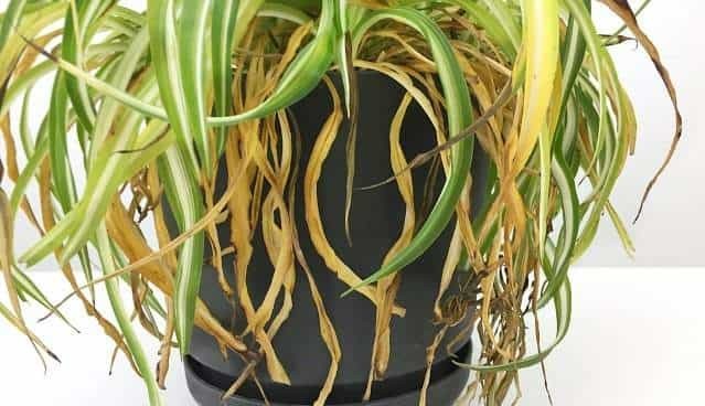 Dead leaves of spider plants are easy to remove