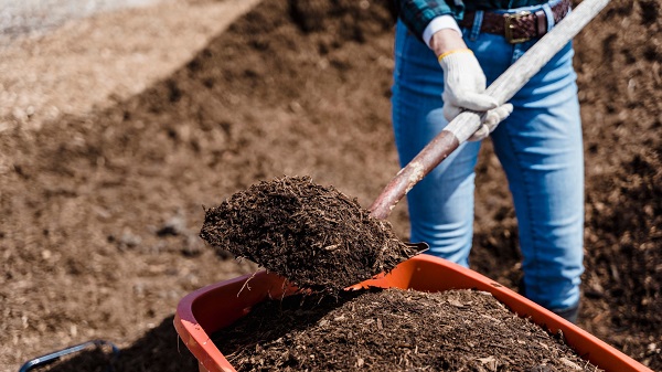 Decomposing  the tree trunk using compost