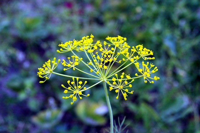 Dill flower