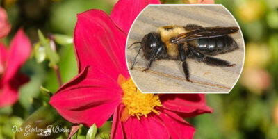 Bee Behaviors: Do Carpenter Bees Sting & How To Handle Them