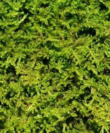 Dried living moss