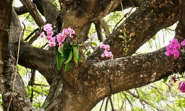 Epiphytic orchids clinging on a tree
