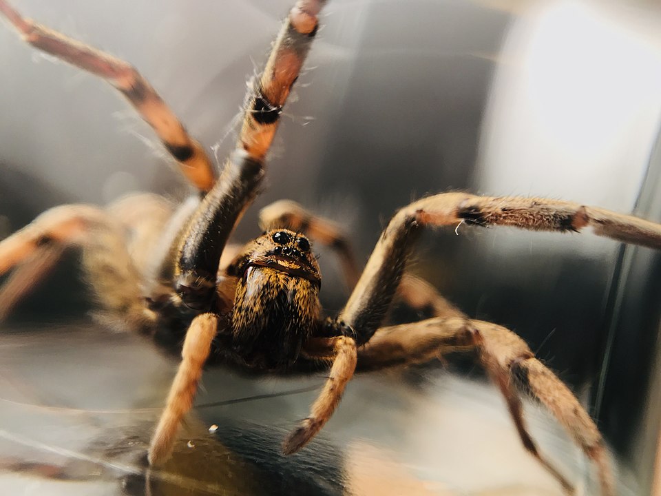 Eye configuration of Wolf Spider