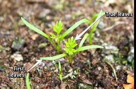 First leaves vs. true leaves of carrots