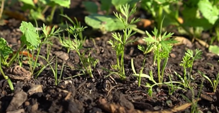 First true leaves of carrots