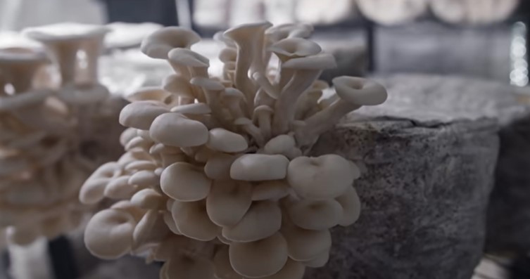 Fruiting oyster mushrooms