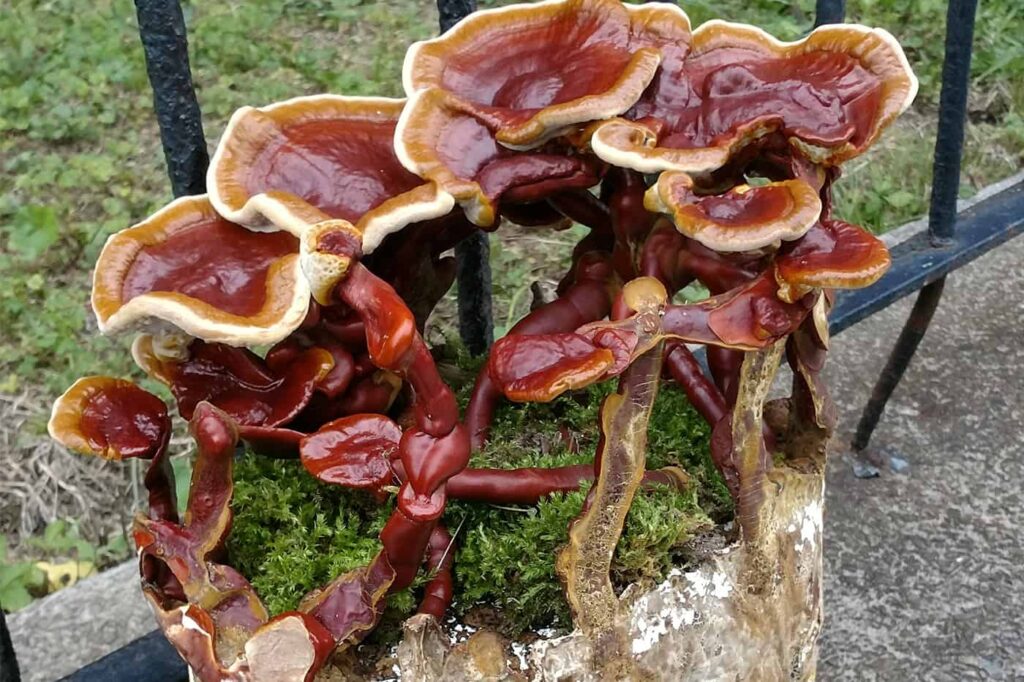 Ganoderma lucidum