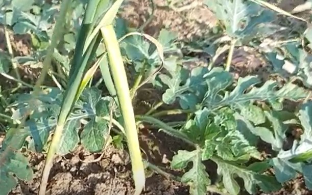 Garlic and watermelon