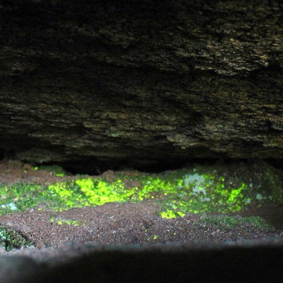 Glowing moss in a cave in Japan
