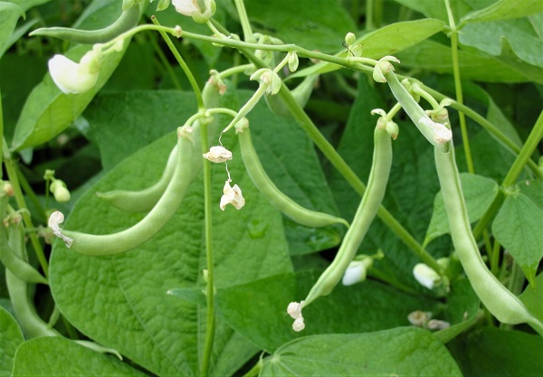 Green beans serve as a nitrogen fixer in the soil