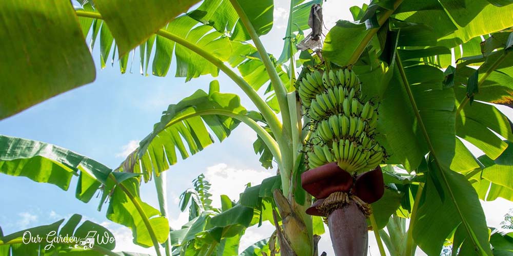 Growing Bananas_ How Fast Do Banana Trees Grow