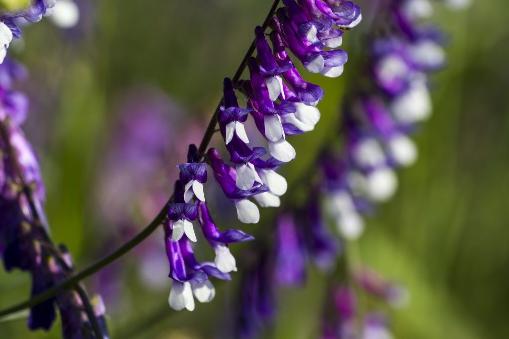 Hairy vetch