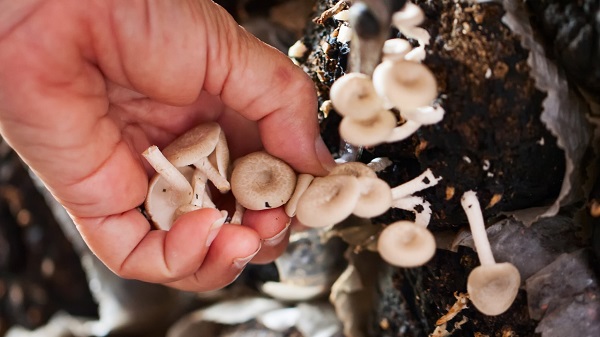 Harvesting mushrooms