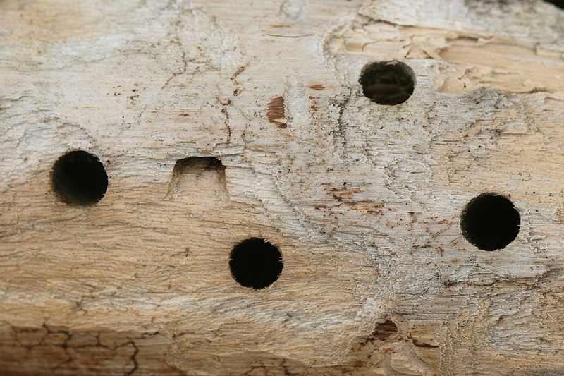 Holes created by carpenter bees