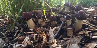 How To Get Rid Of Mushrooms In Mulch & Keep It Fresh