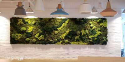 Instagrammable Nooks: How To Grow A Moss Wall At Home