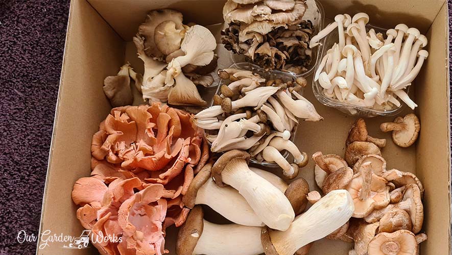 How to grow gourmet mushrooms