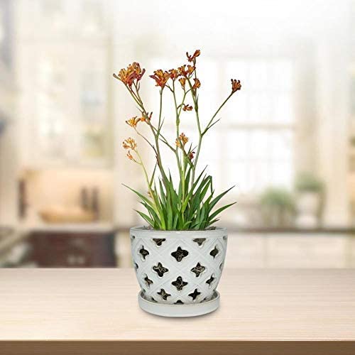 Hypehouse Allen + Roth 8 inches Orchid Pot