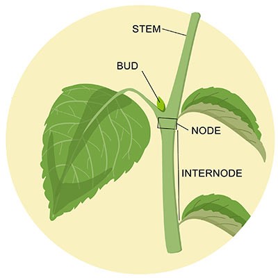 Identifying the nodes